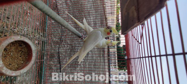 Cockatiel